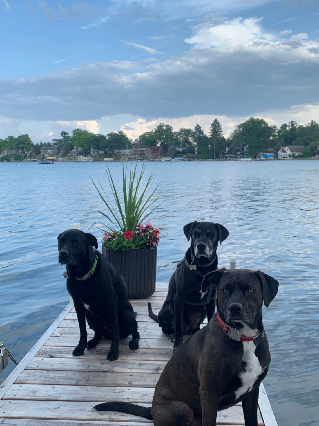 We Tried an AirTag on Our Dog. Here's What Actually Happened